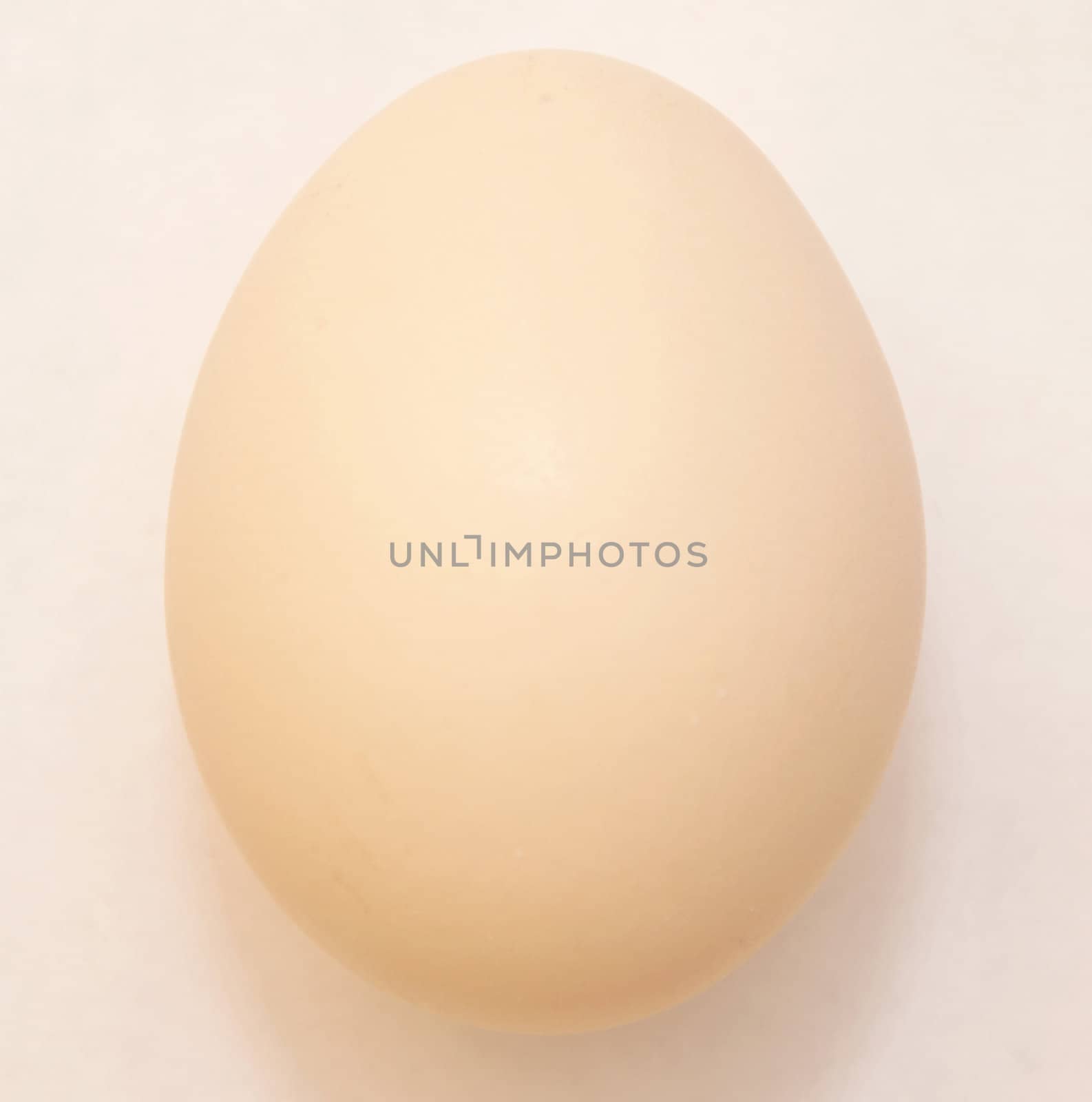 Egg of animal isolated on white background