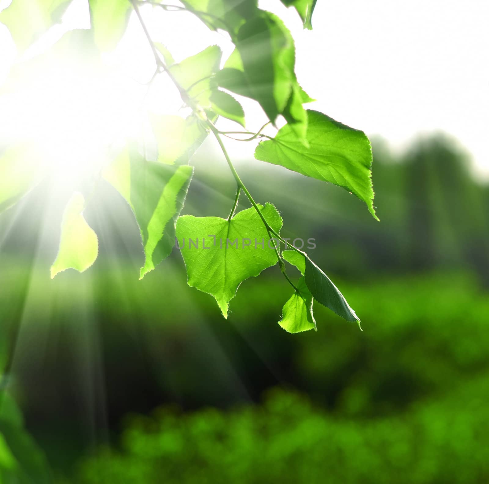 Sun beams and green leaves over bright background