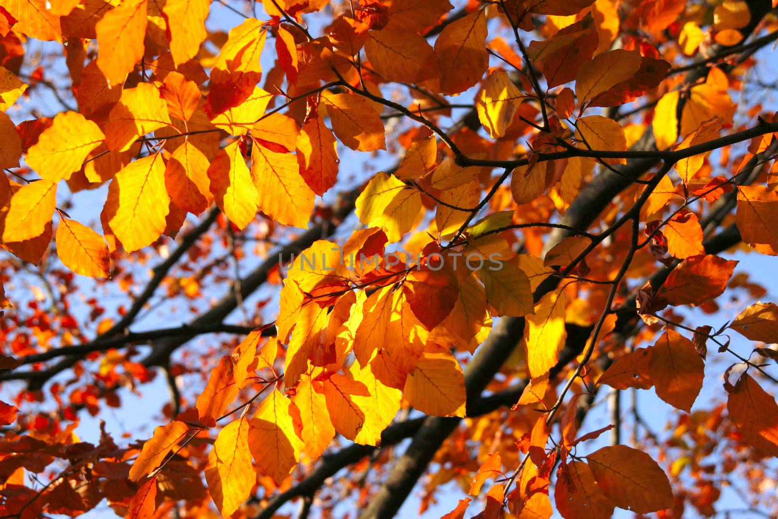 autumn foliage background by craetive