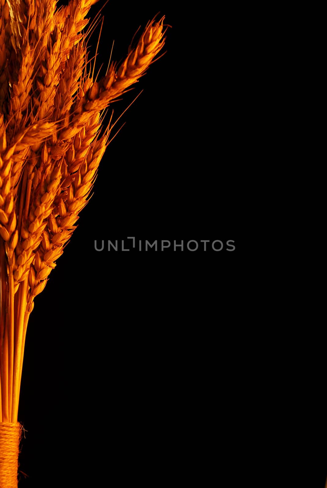Golden wheat over black background stock photo