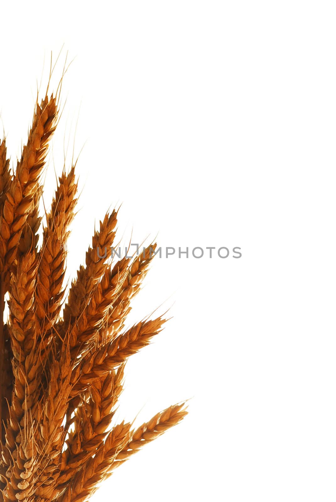 Frame with warm colored wheat isolated on white stock photo