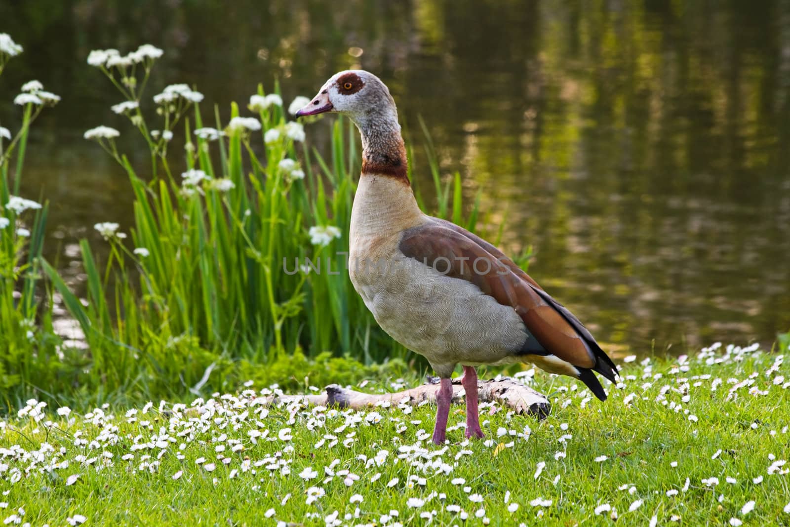 Egyptian goose standing near pond with flowers by Colette