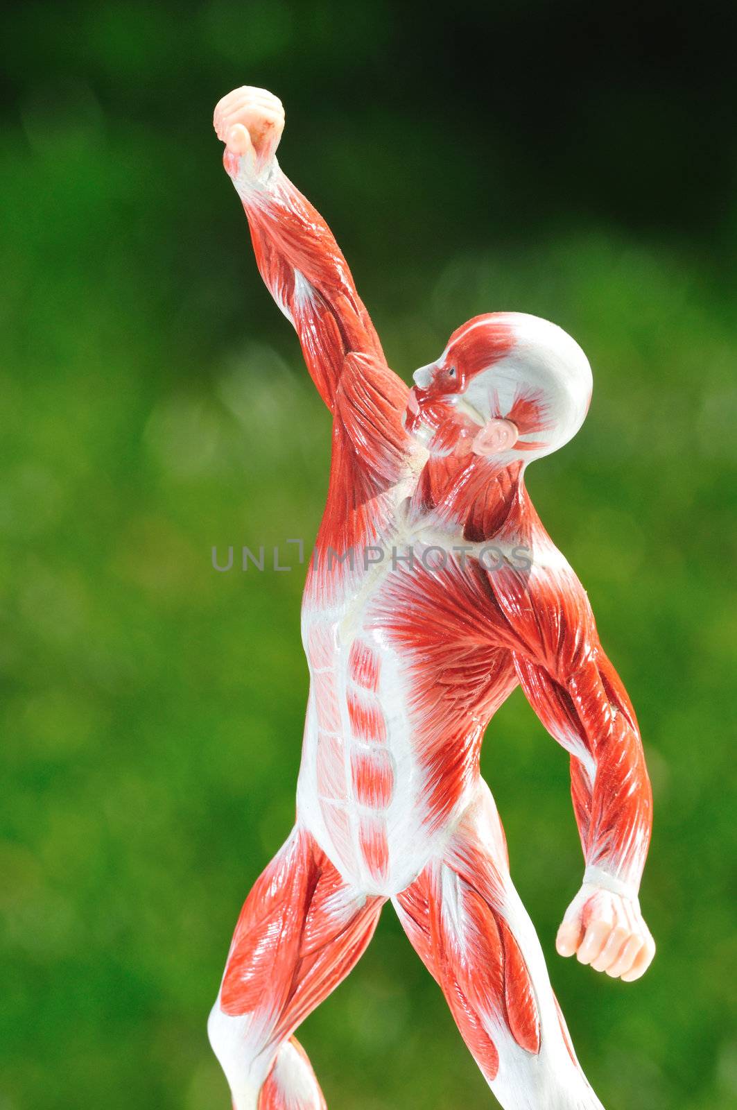 anatomical model of muscle and sinew in dramatic pose on green background