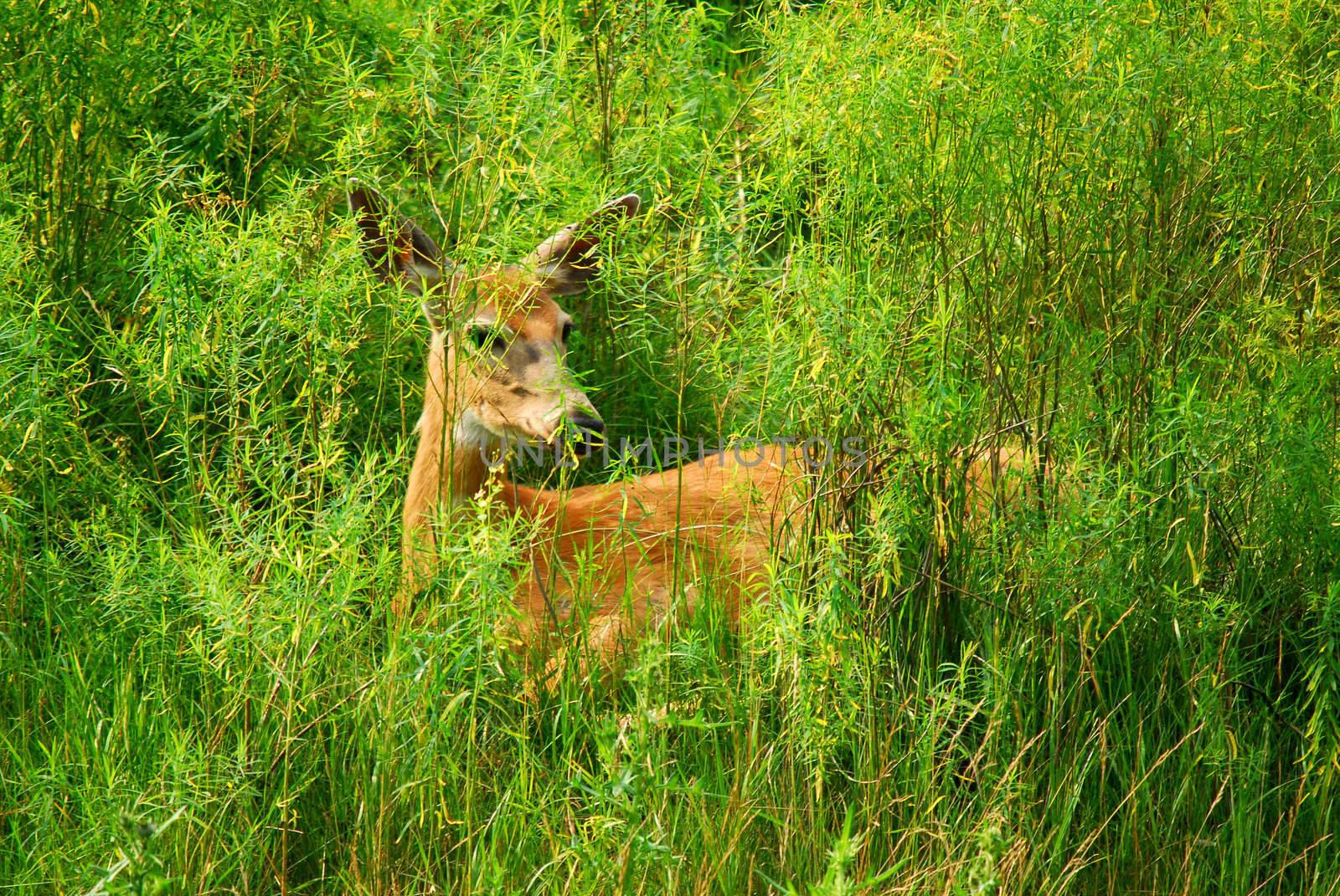 Female White-tailed Deer in a field of tall grass