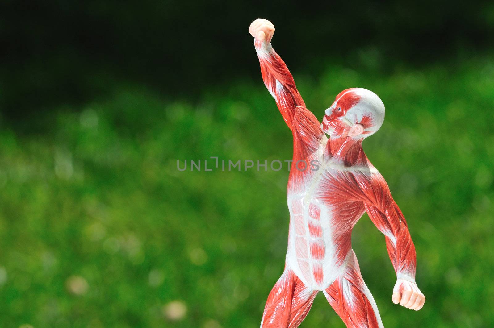 anatomical model of muscle and sinew in dramatic pose on green background
