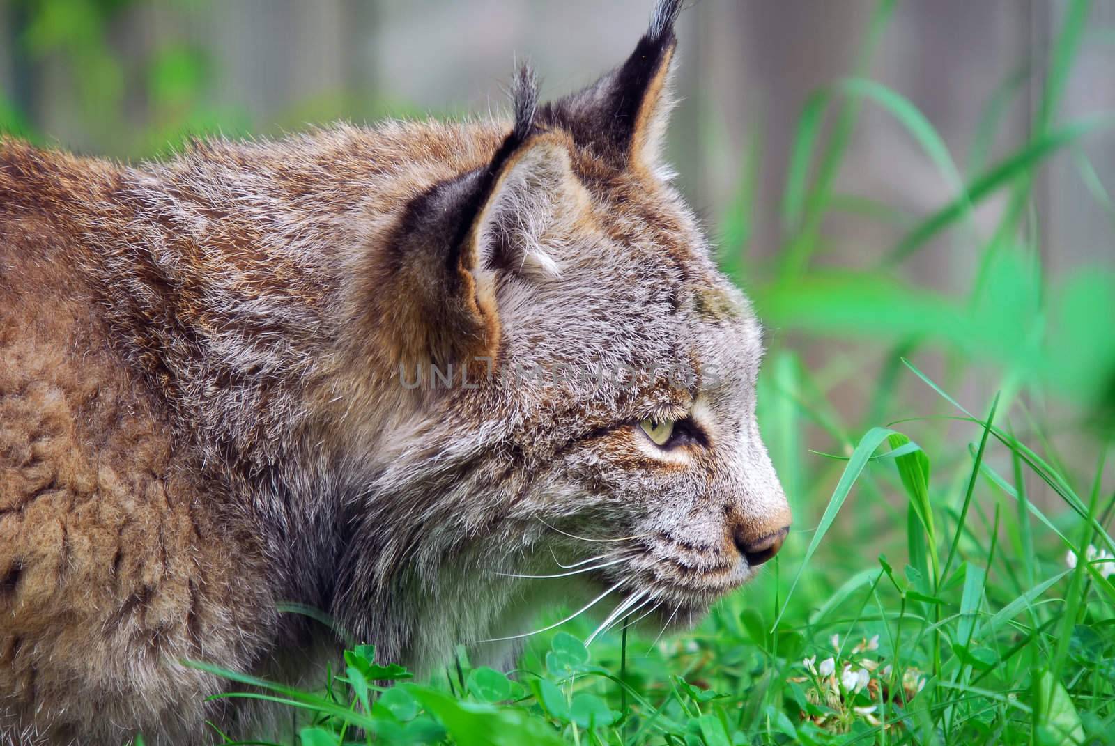 Close-up profile portrait of a Canada lynx