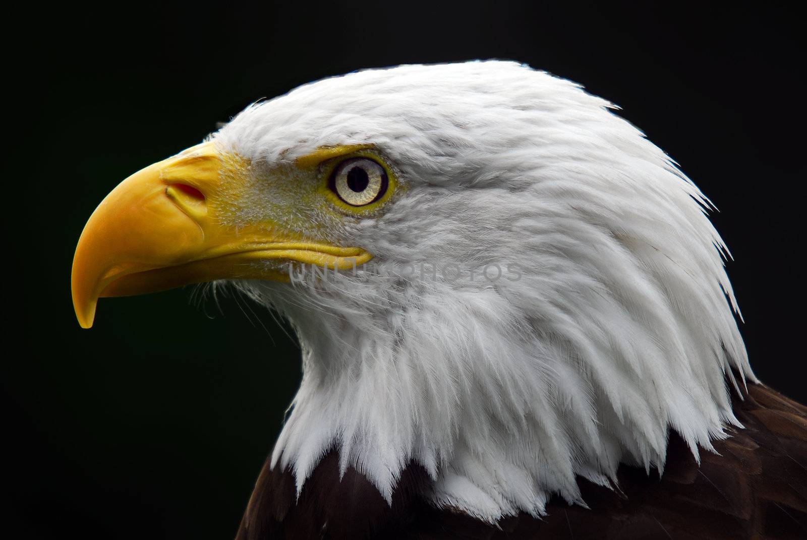 Portrait of a majestic American Bald Eagle bird of pray