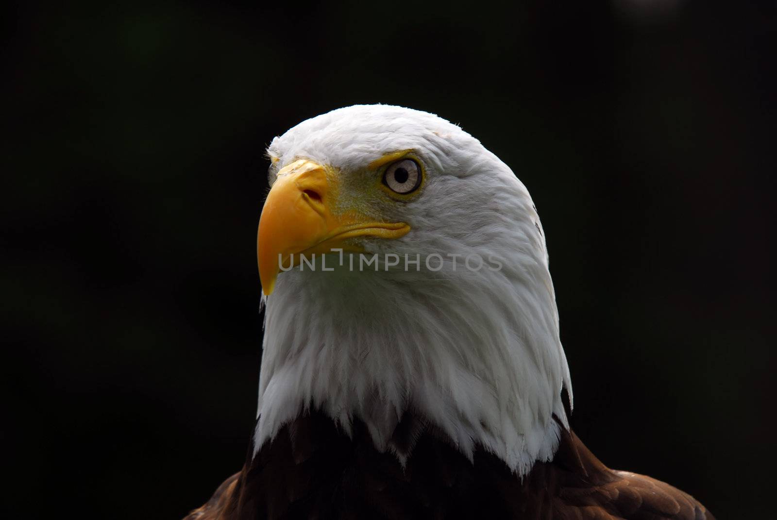 Portrait of a majestic American Bald Eagle bird of pray