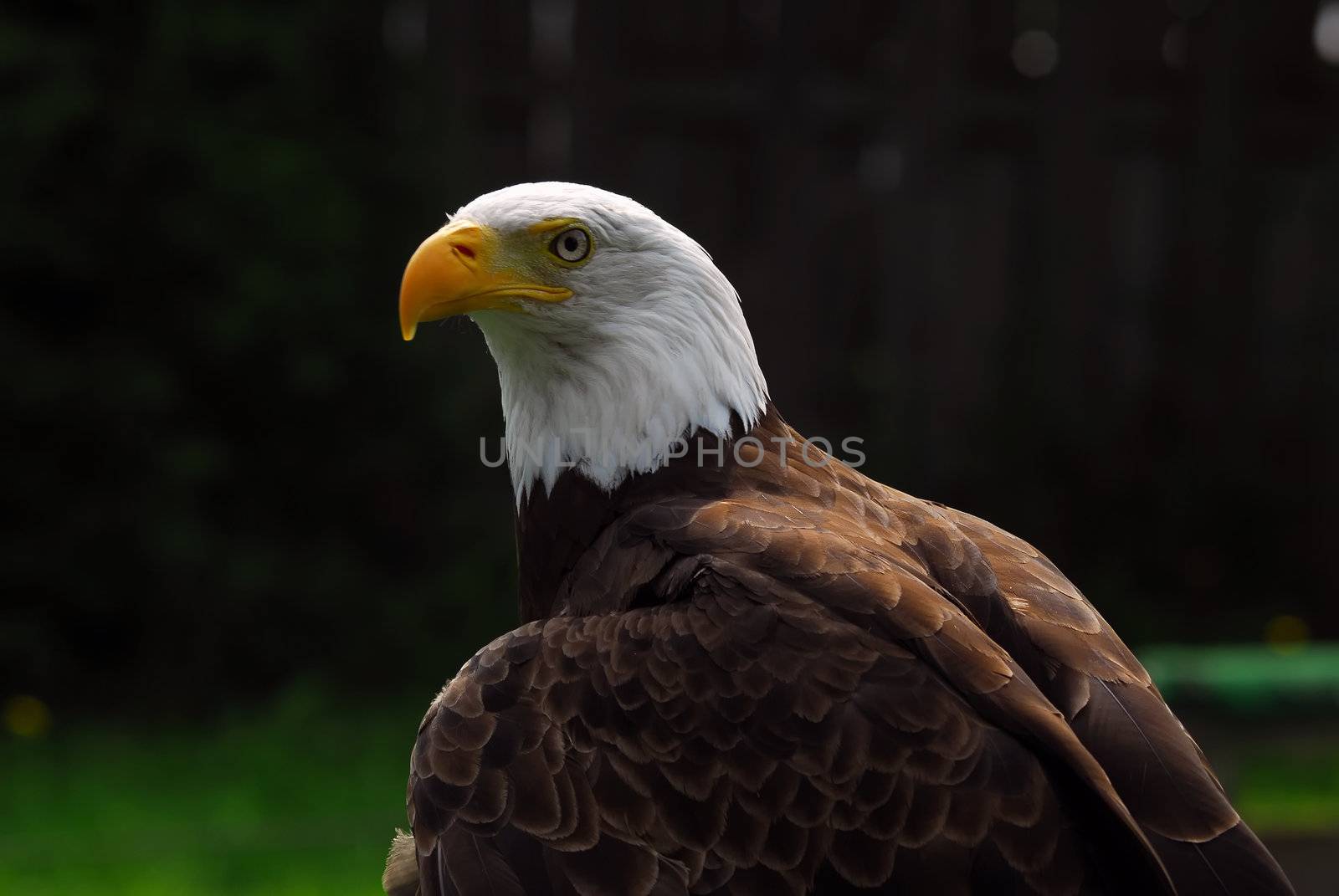 American Bald Eagle by nialat