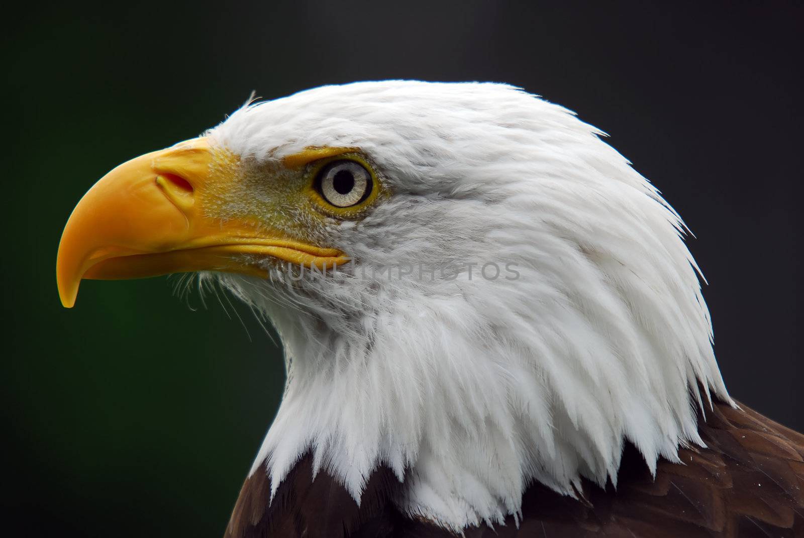 Portrait of a majestic American Bald Eagle bird of pray