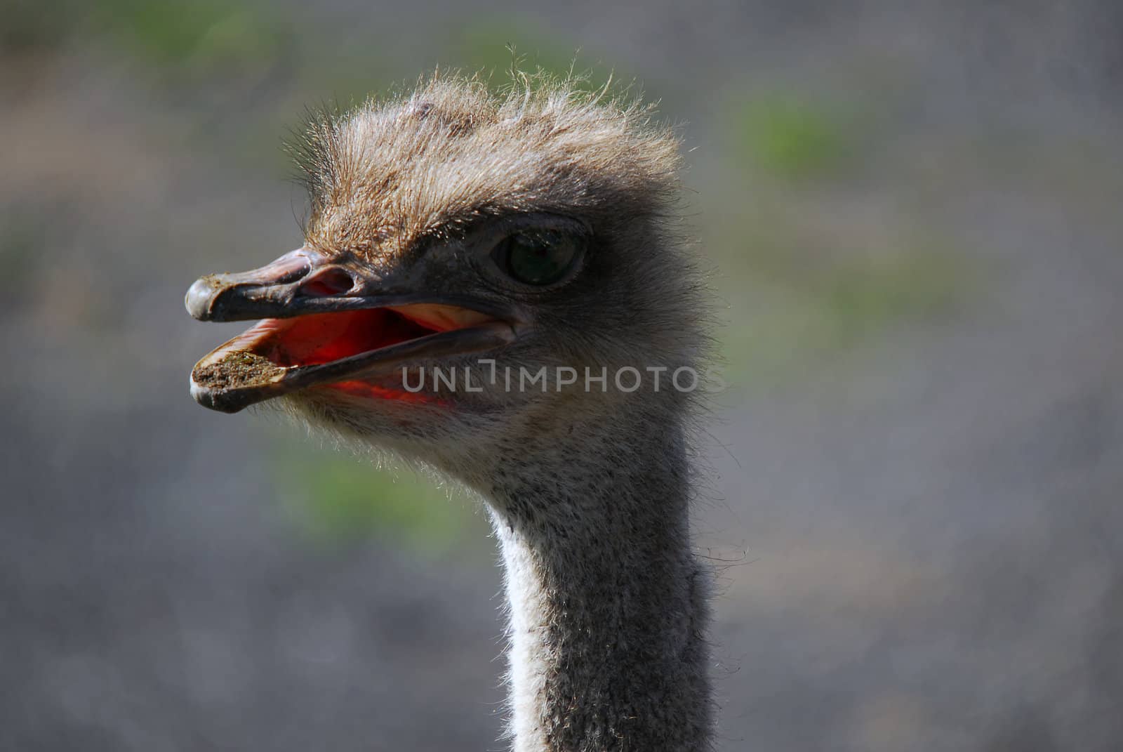 Close up portrait of an Ostrich head