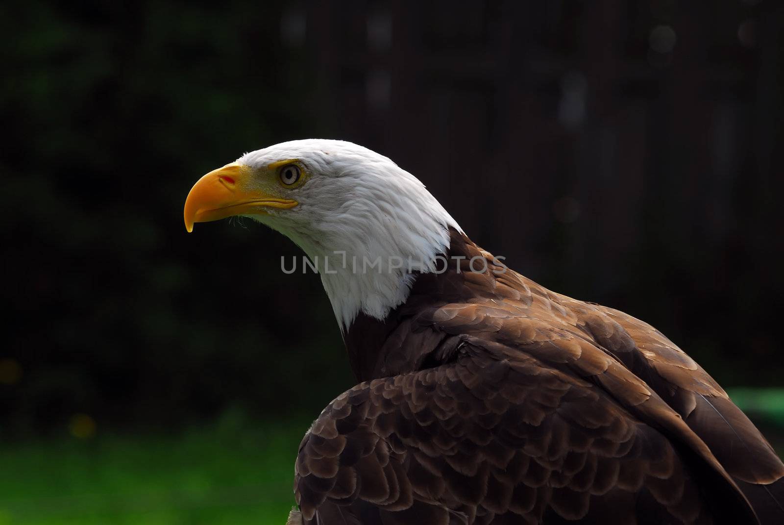 Portrait of a majestic American Bald Eagle bird of pray