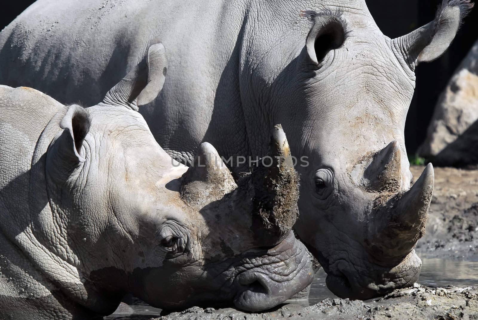 Picture of two White rhinoceros in the mud