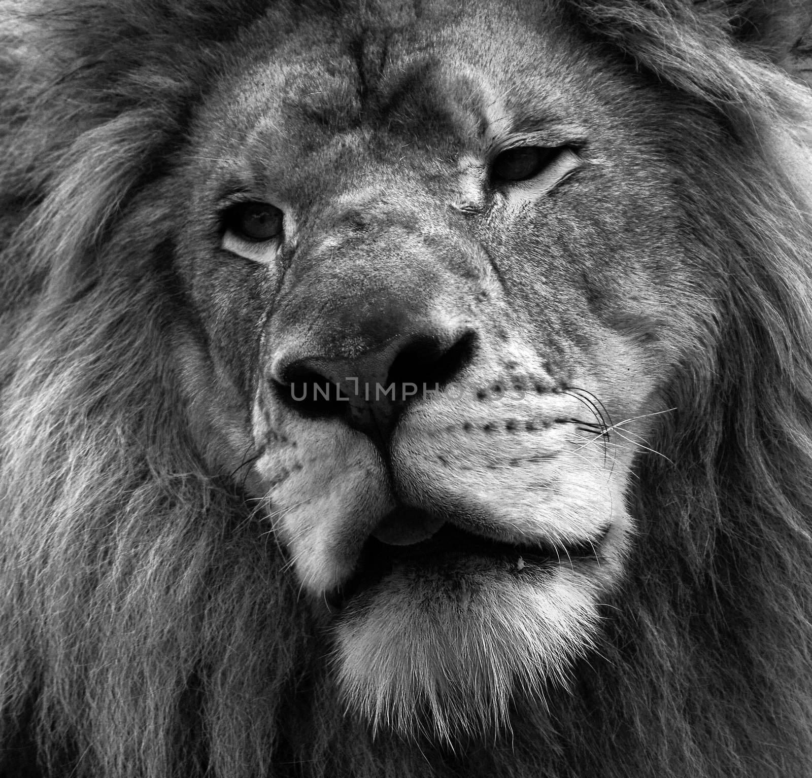 Close up portrait of a lion in black and white