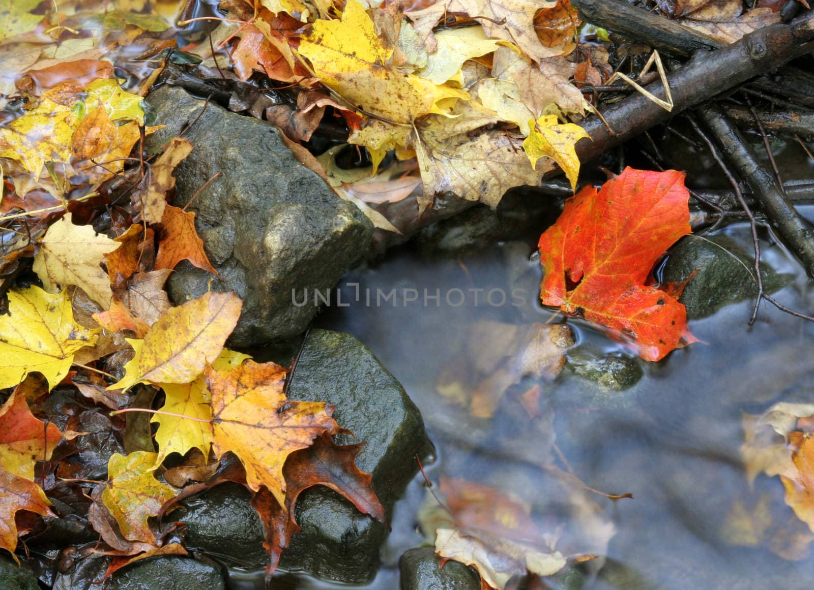 A closeup of a red maple leaf in a stream in autumn.  The shot was taken with a slow shutterspeed to  give the water it's milky look.
