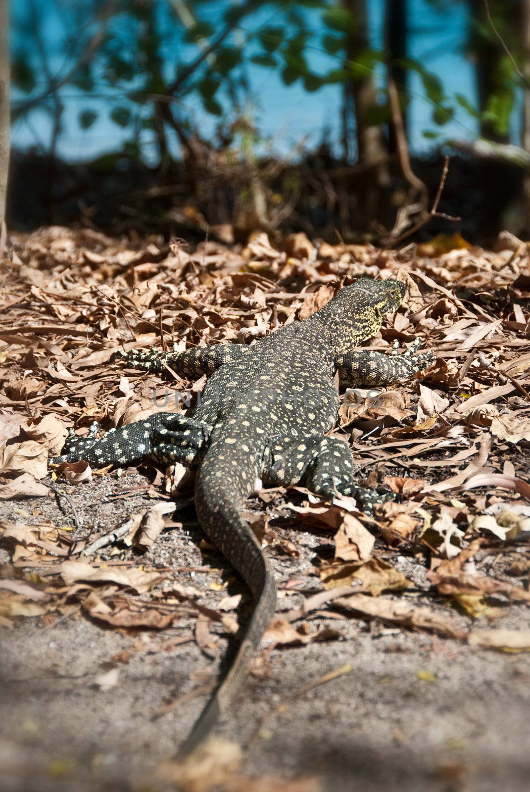 Monitor Lizard in the Whitsundays by jovannig