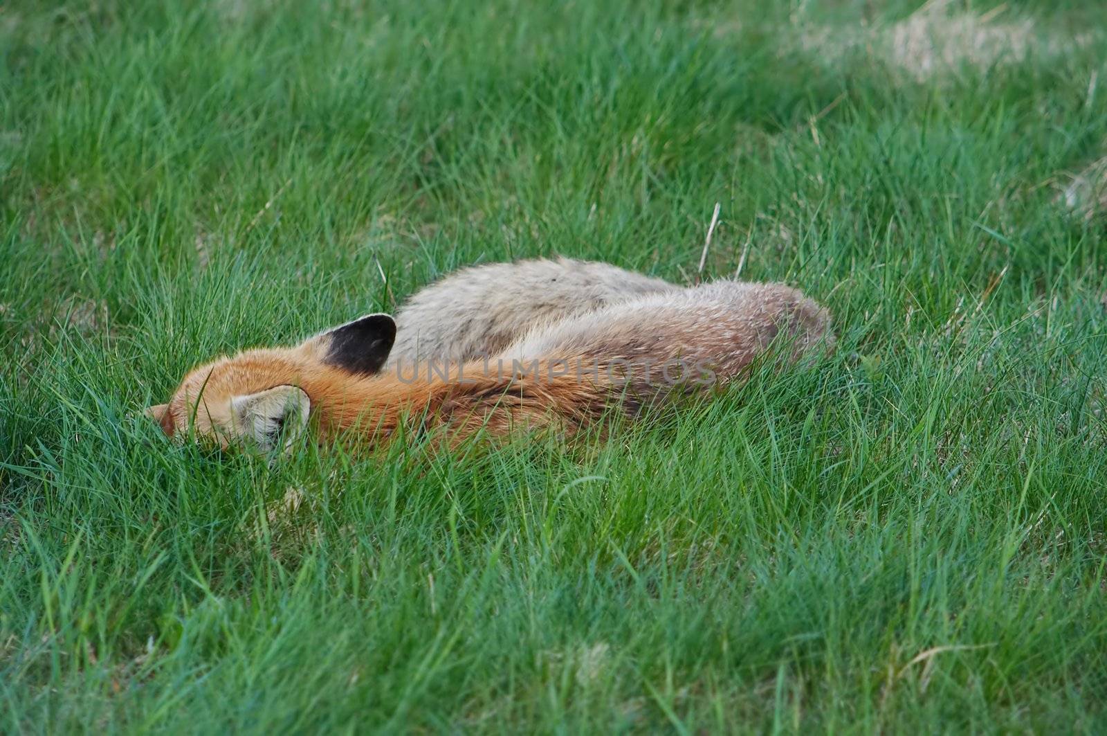 sleeping fox by Mibuch