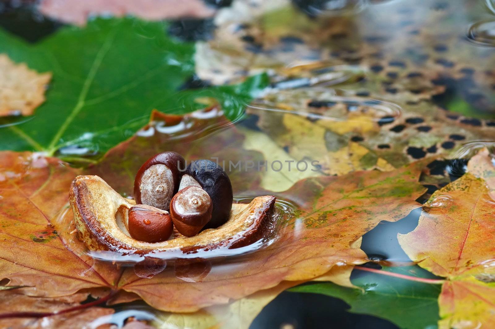 Detail of autumn leaves and chestnut on the surface of water