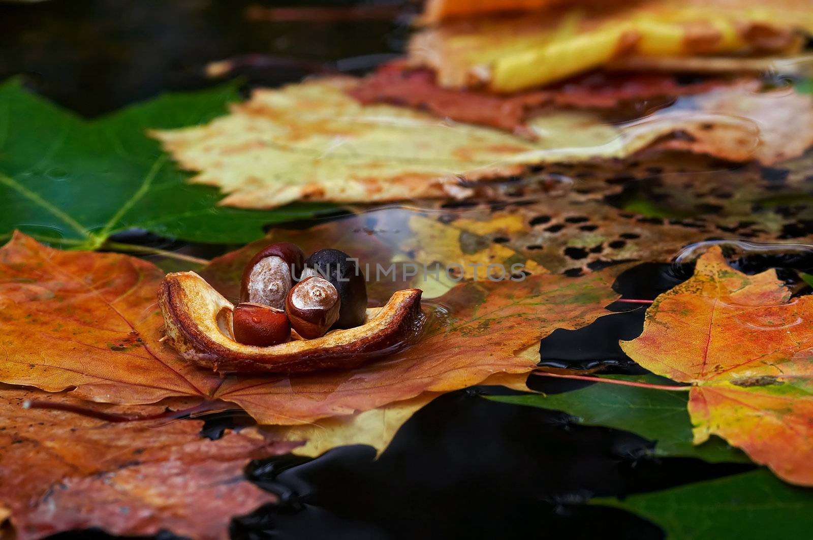 autumn boat by Mibuch