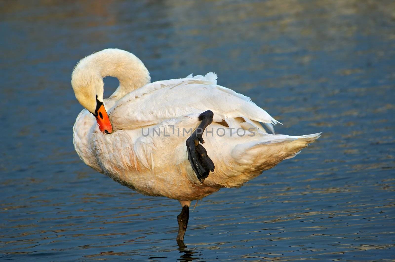 Shot of the mute swan on the river - hygiene