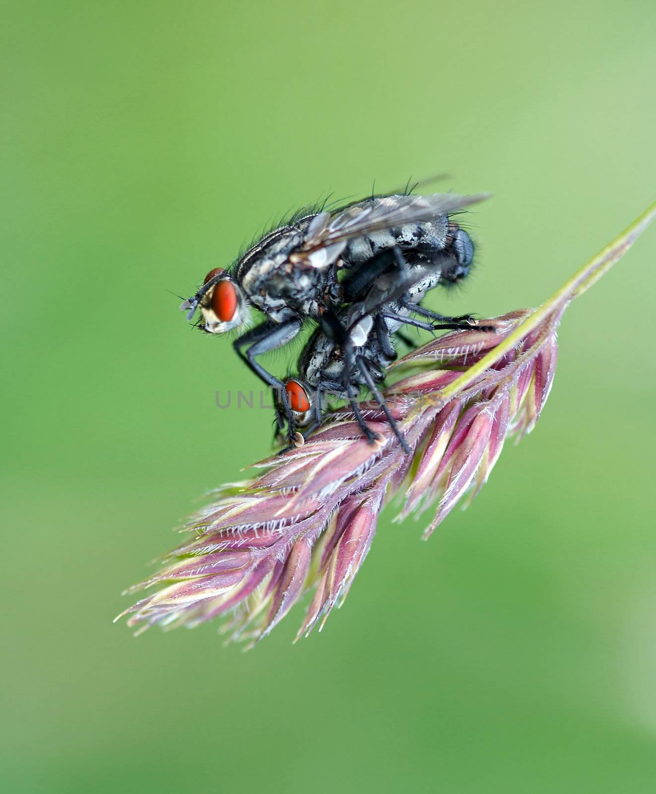 Detail (close-up) of the copulation flies