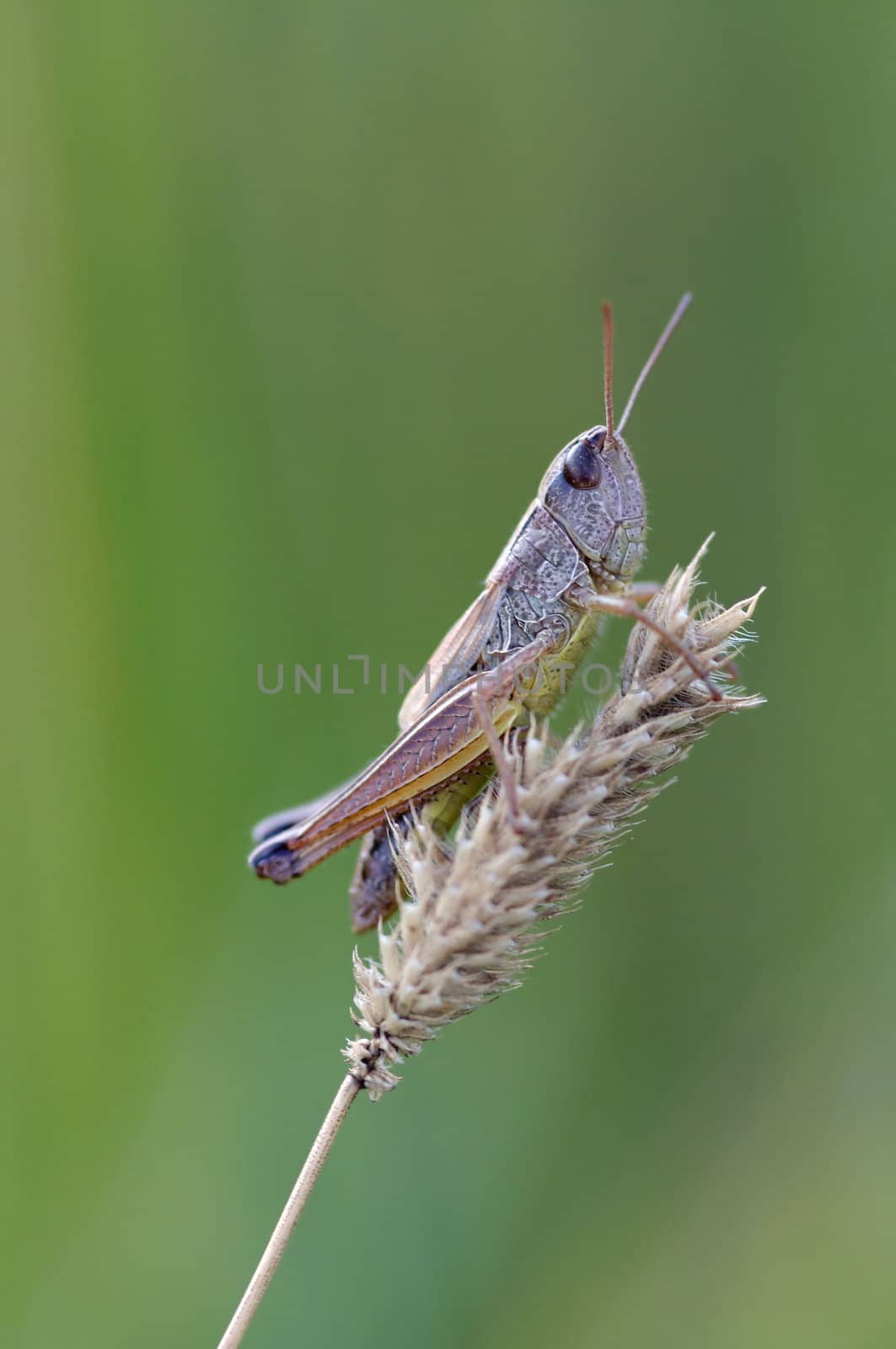 Detail (close-up) of a grasshopper