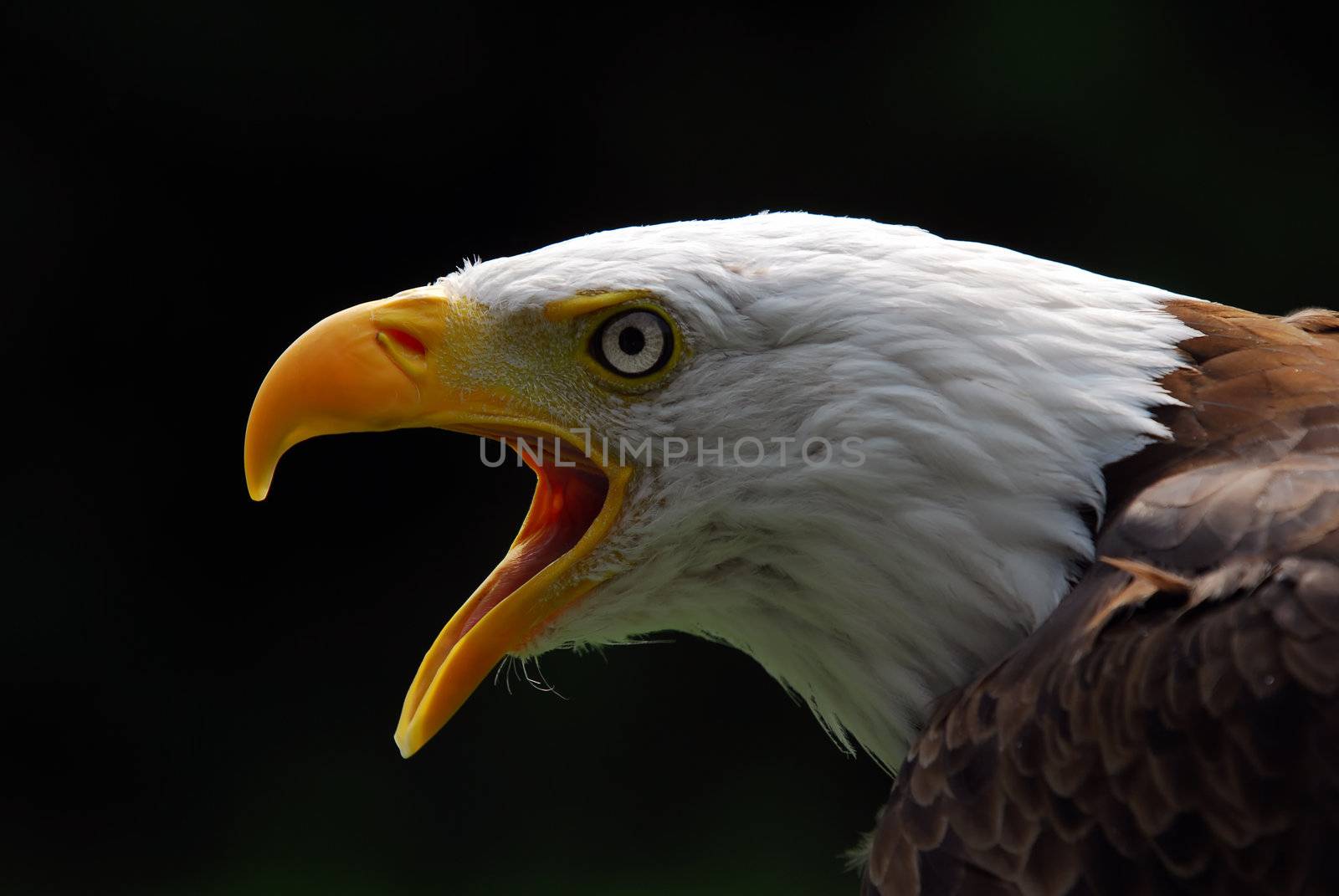 Portrait of a majestic American Bald Eagle bird of pray