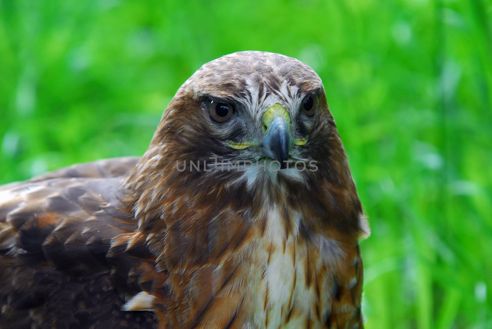 Portrait of a majestic Golden Eagle bird of pray