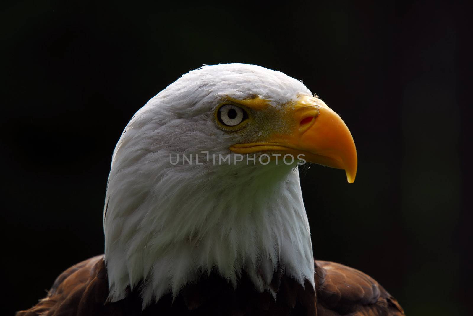 Portrait of a majestic American Bald Eagle bird of pray