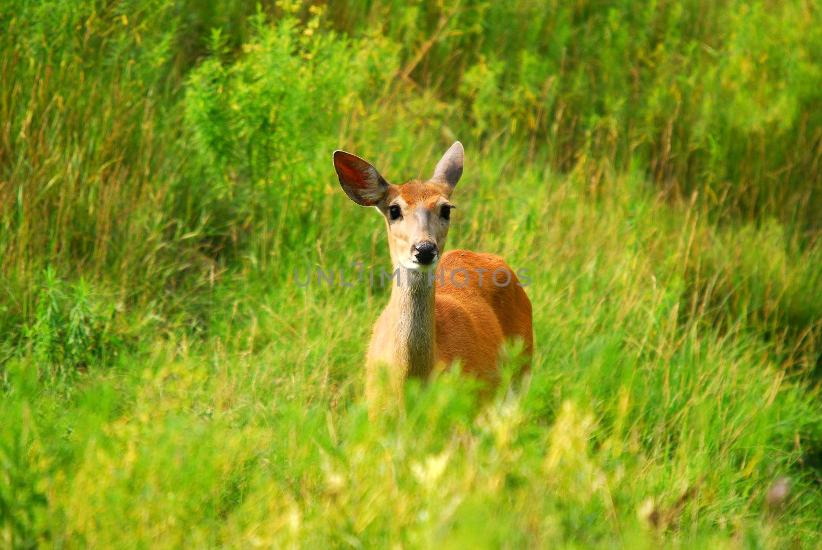 Female White-tailed Deer in a field of tall grass