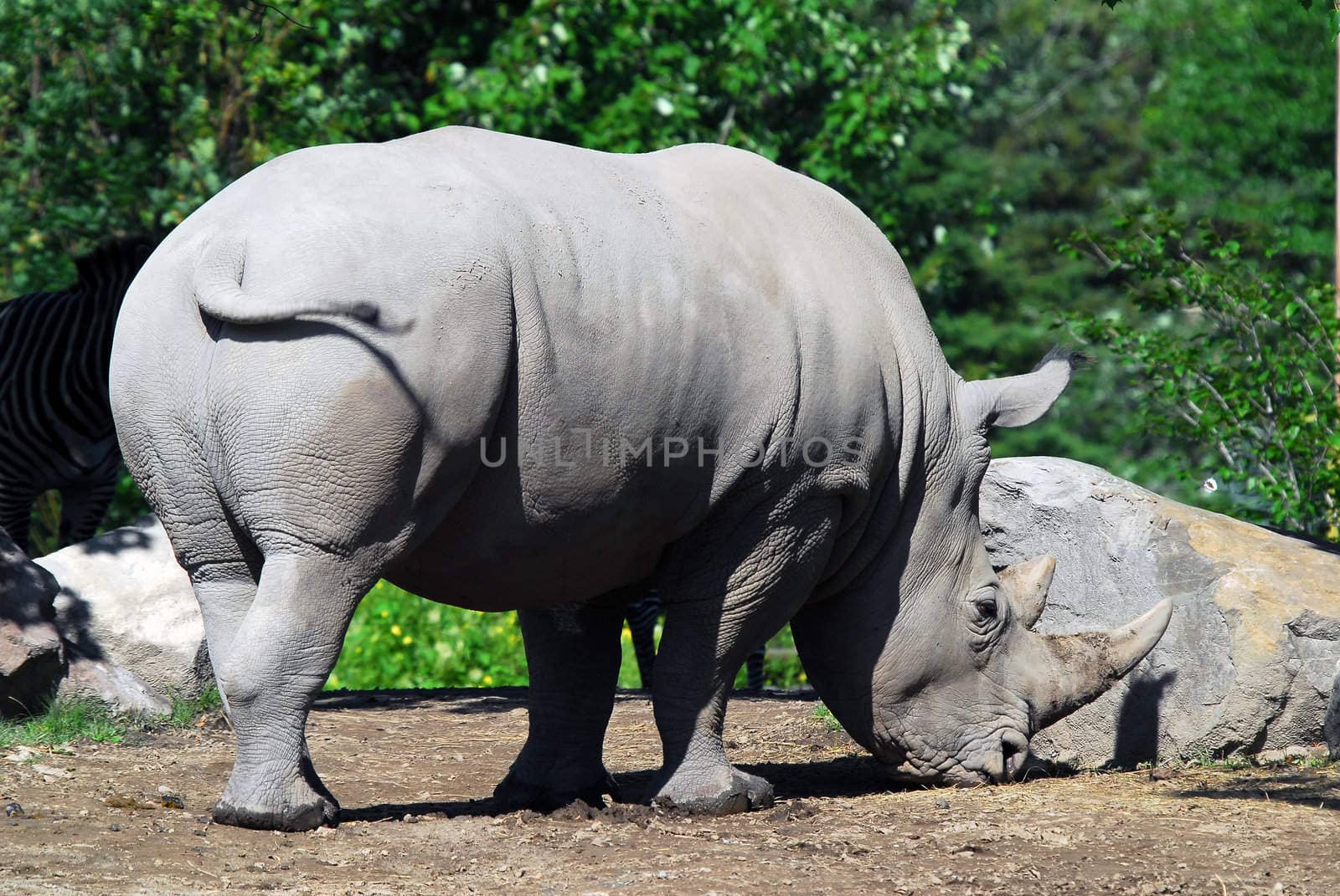 Picture of a White rhinoceros on a sunny day