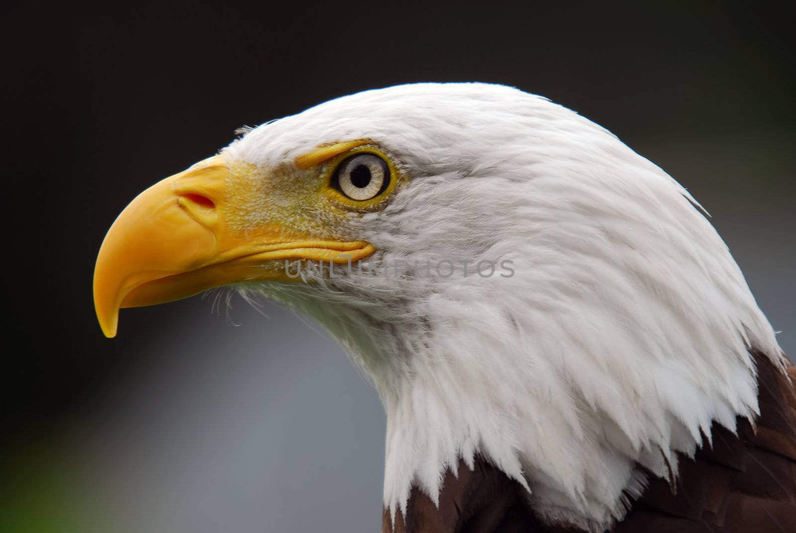 Portrait of a majestic American Bald Eagle bird of pray