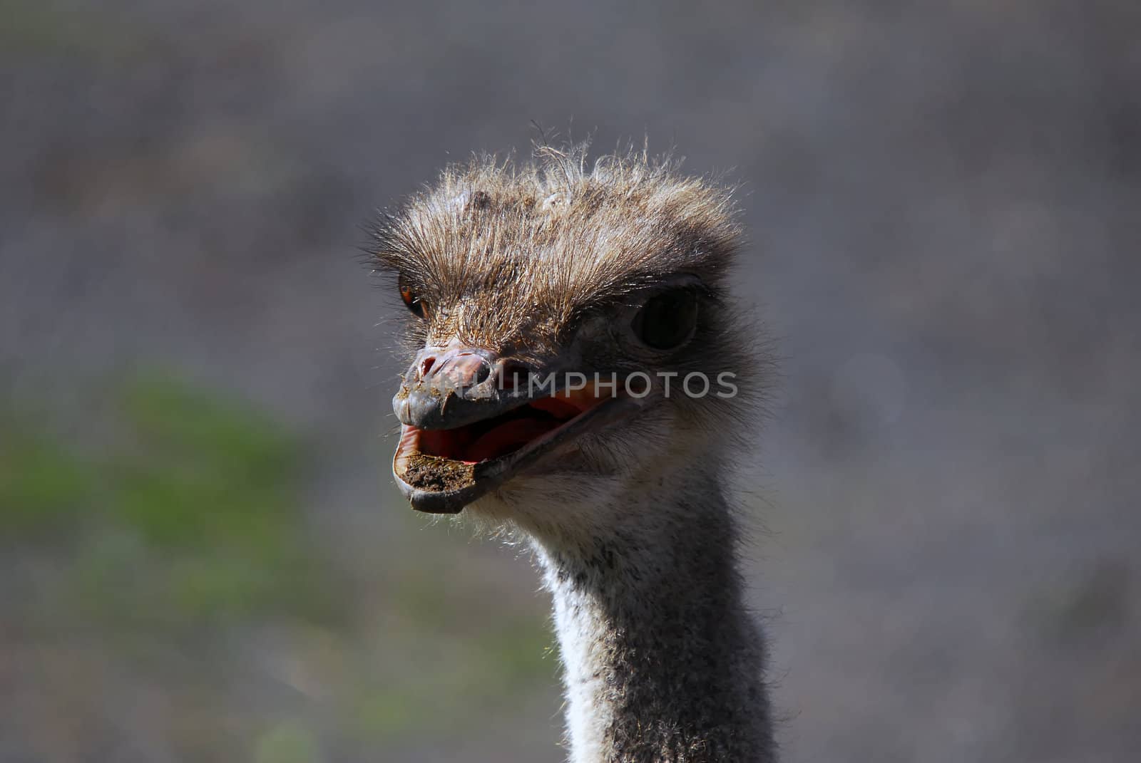 Close up portrait of an Ostrich head