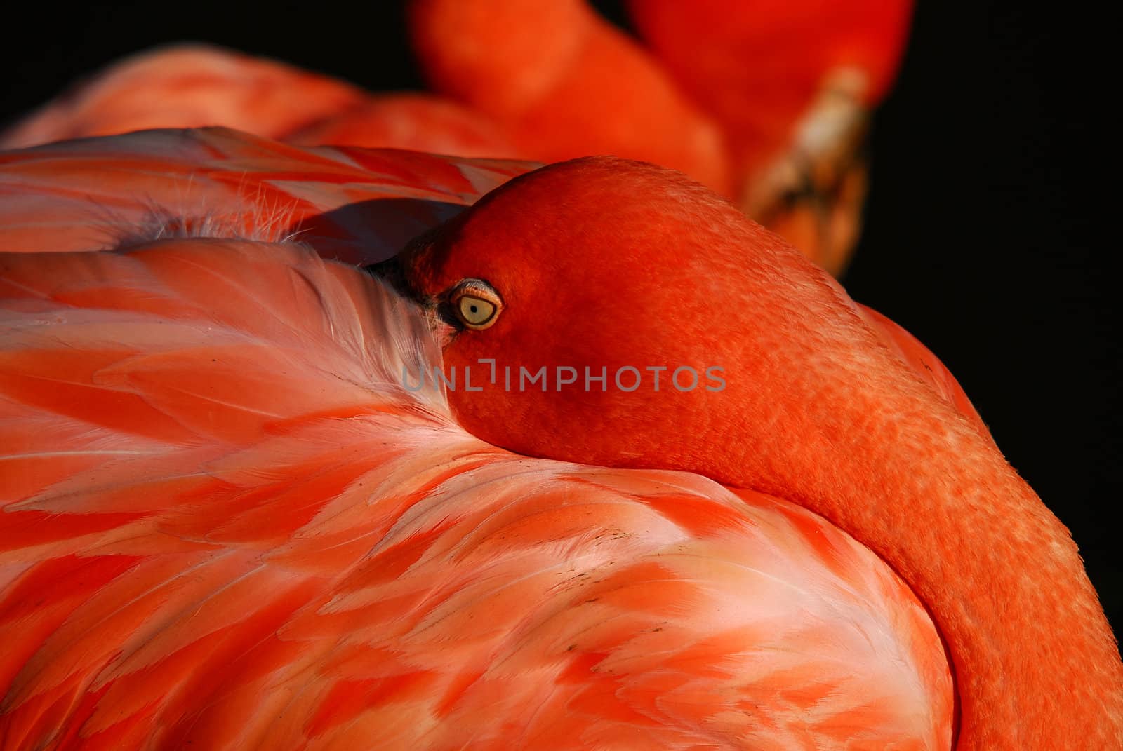 Close up picture of a pink flamingo