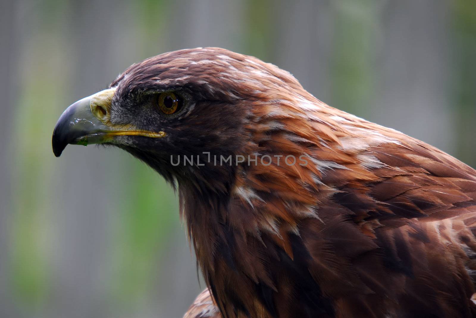 Portrait of a majestic Golden Eagle bird of pray