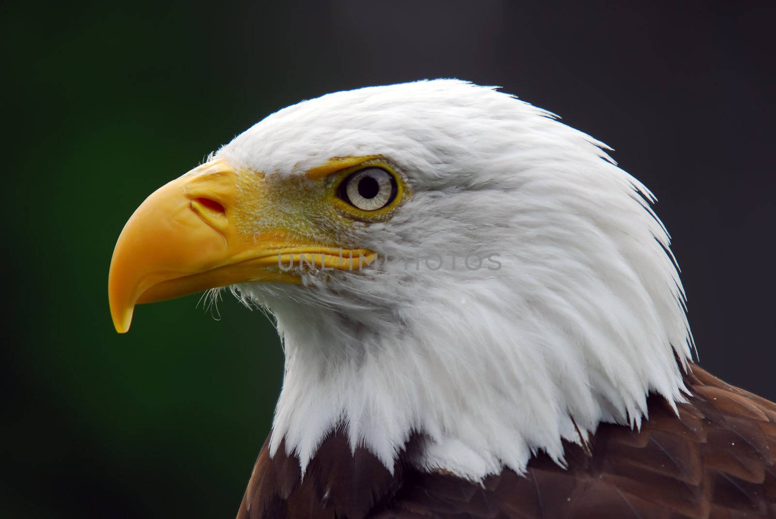 American Bald Eagle by nialat