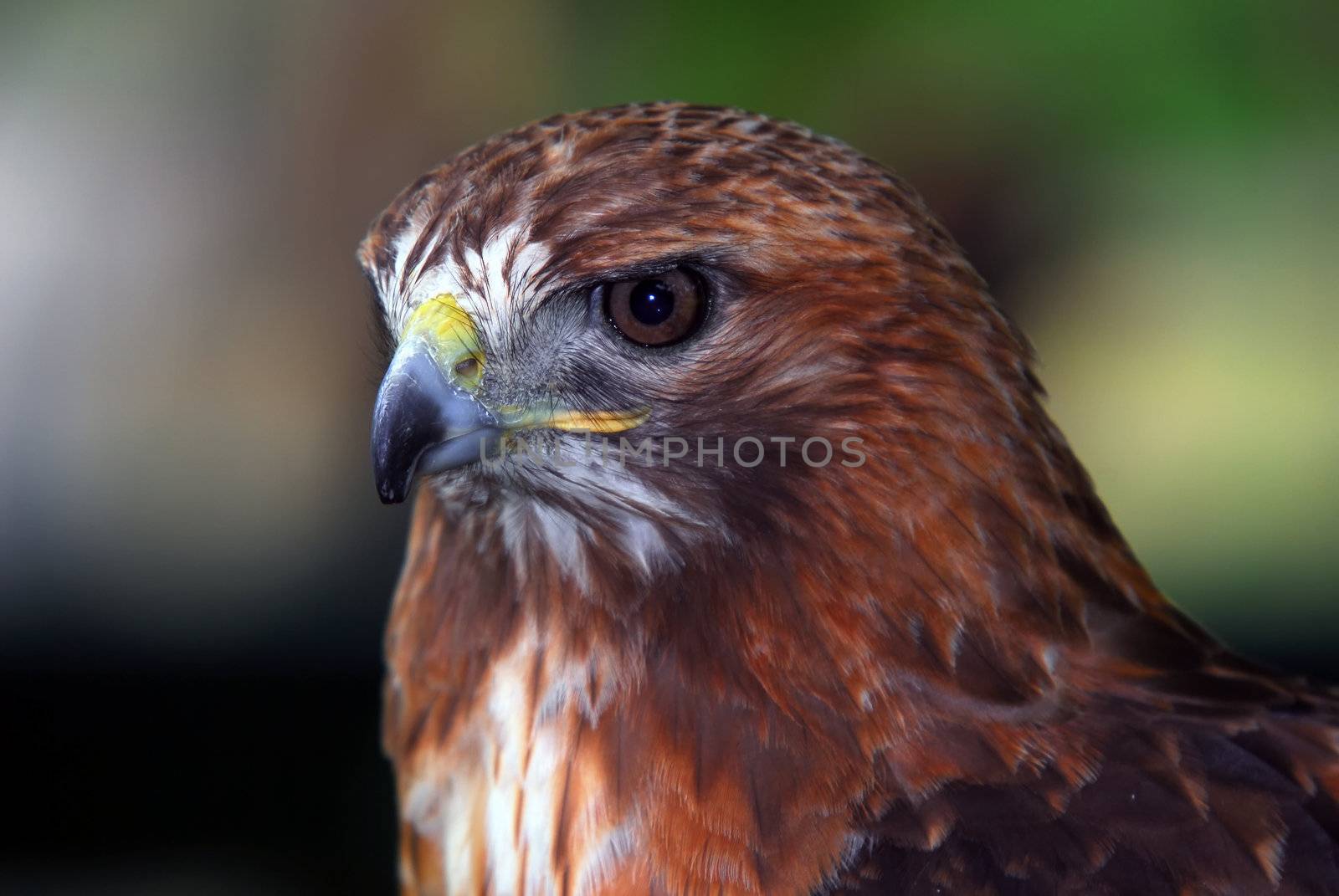 Close up portrait of a wild red tailed hawk