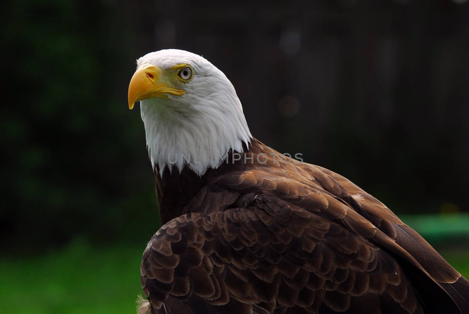 Portrait of a majestic American Bald Eagle bird of pray