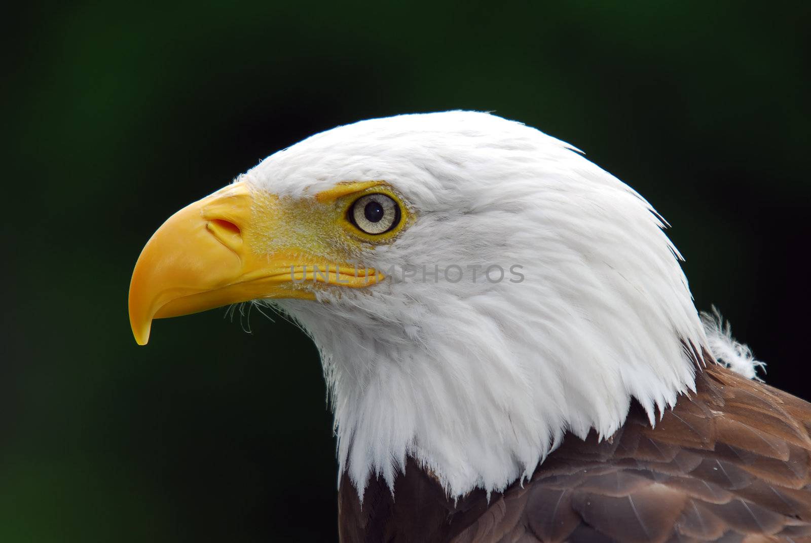 American Bald Eagle by nialat