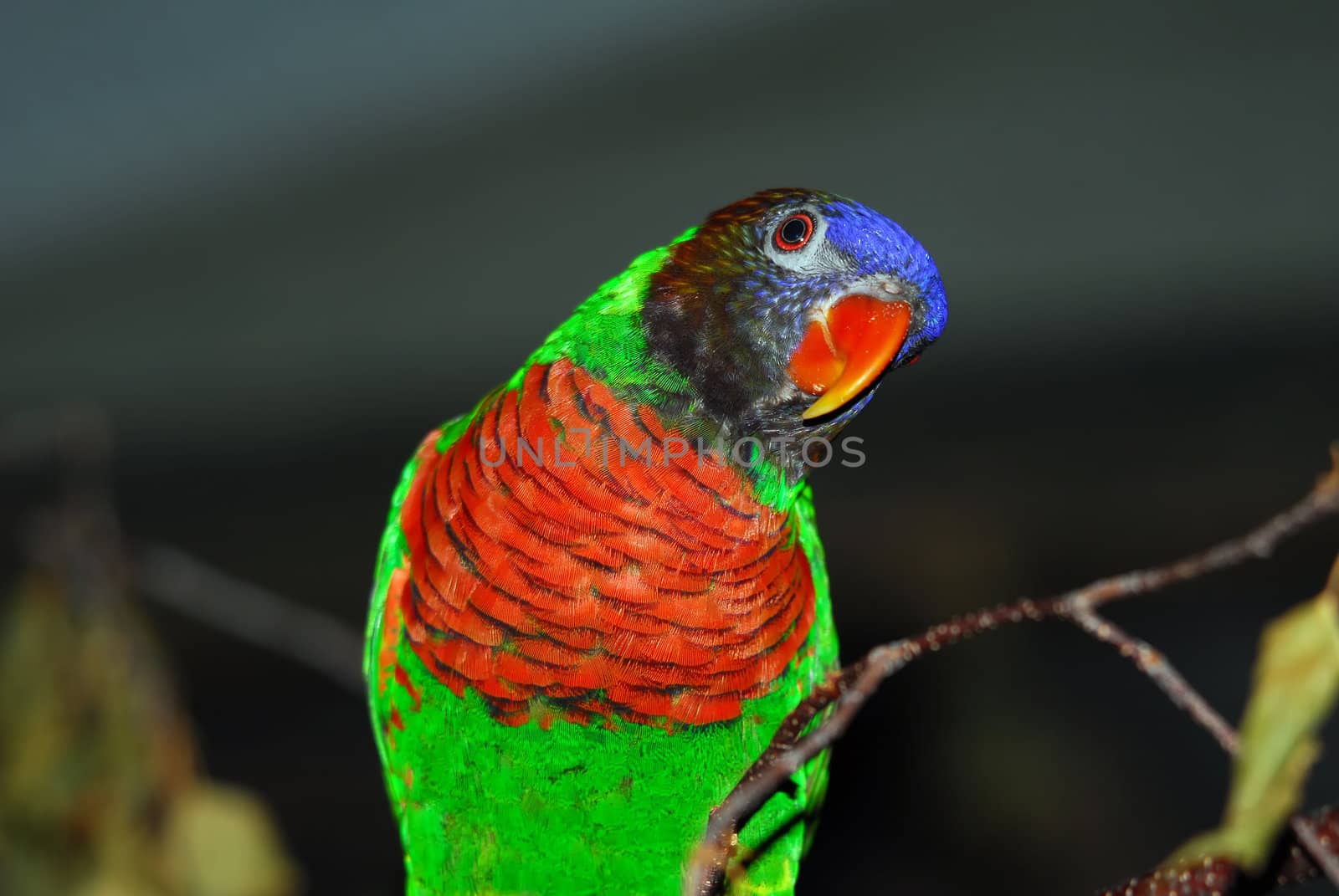 Portrait of a colorful Rainbow Lorikeet 