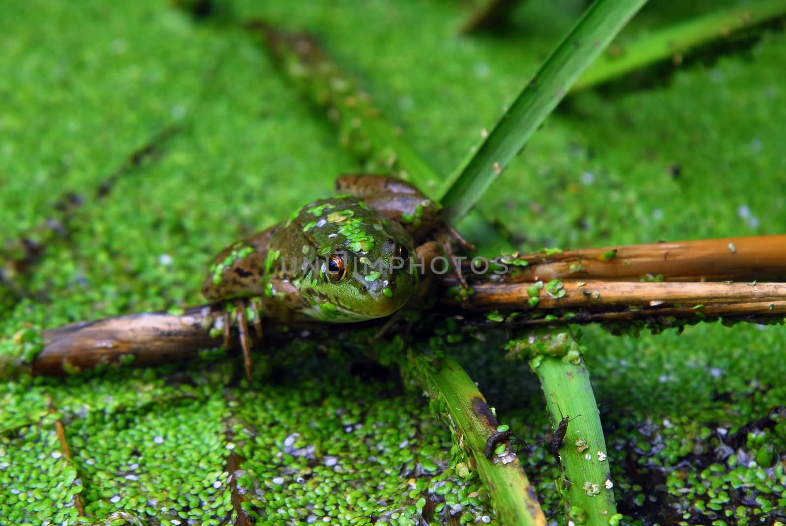 Picture of a green frog in a pond filled with green vegetation