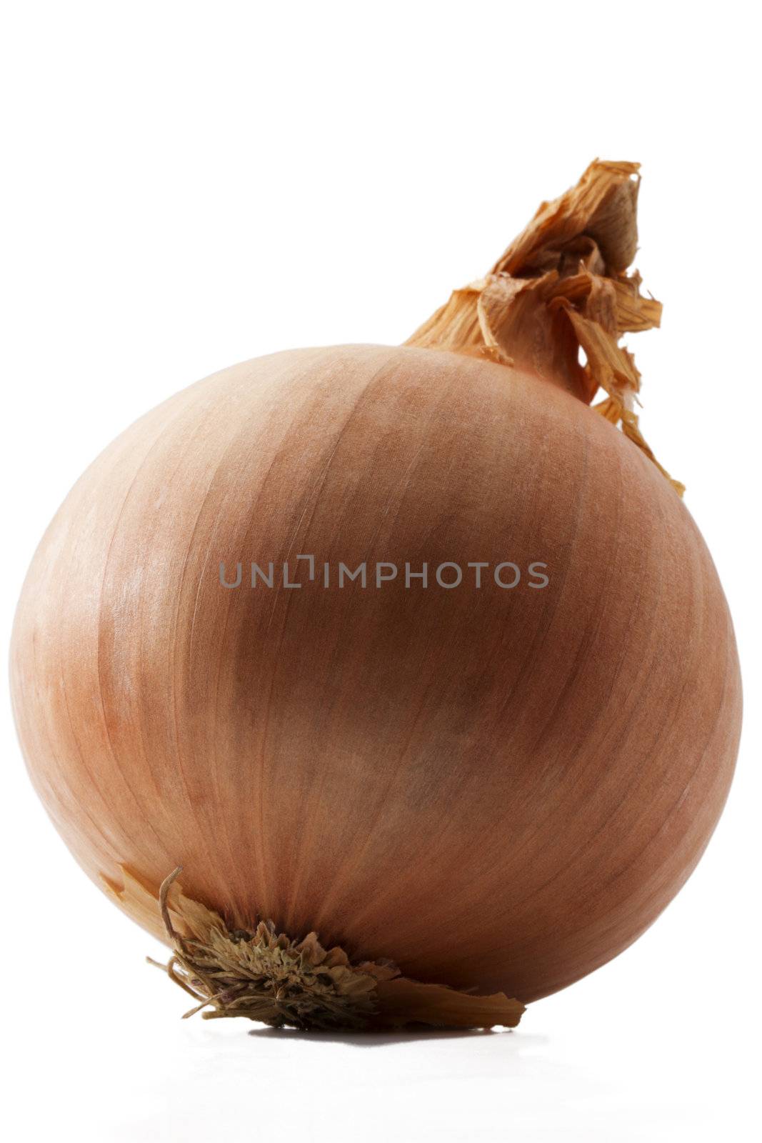 closeup of one onion on white background