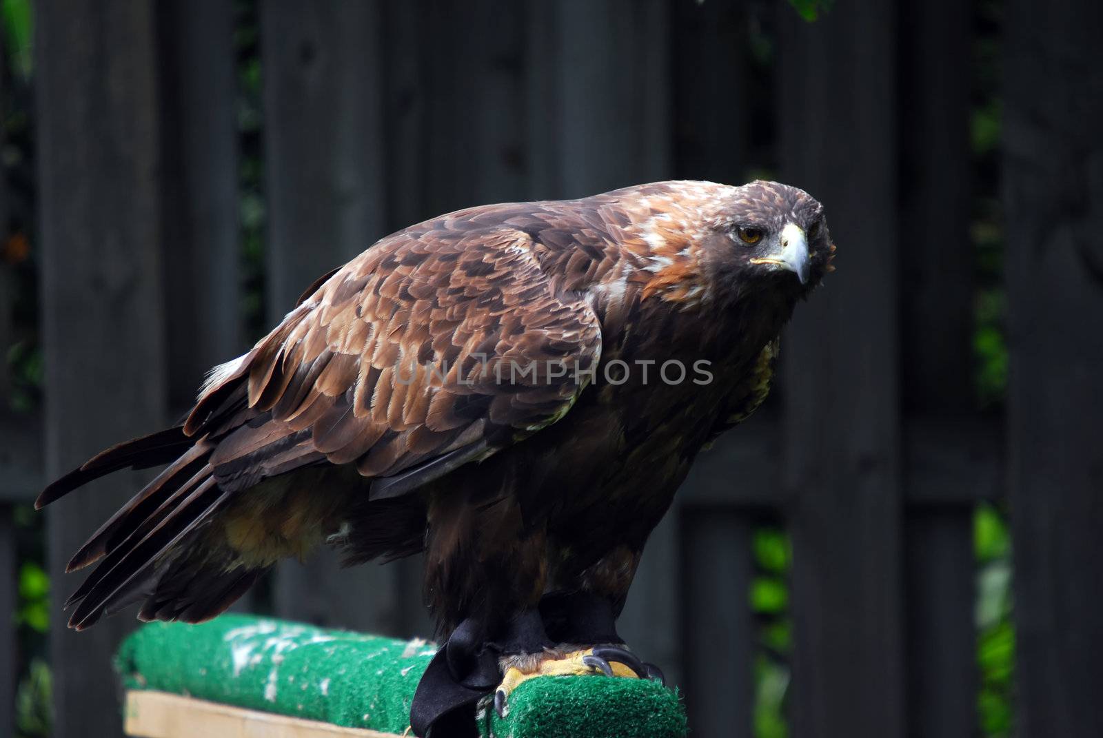 Portrait of a majestic Golden Eagle bird of pray