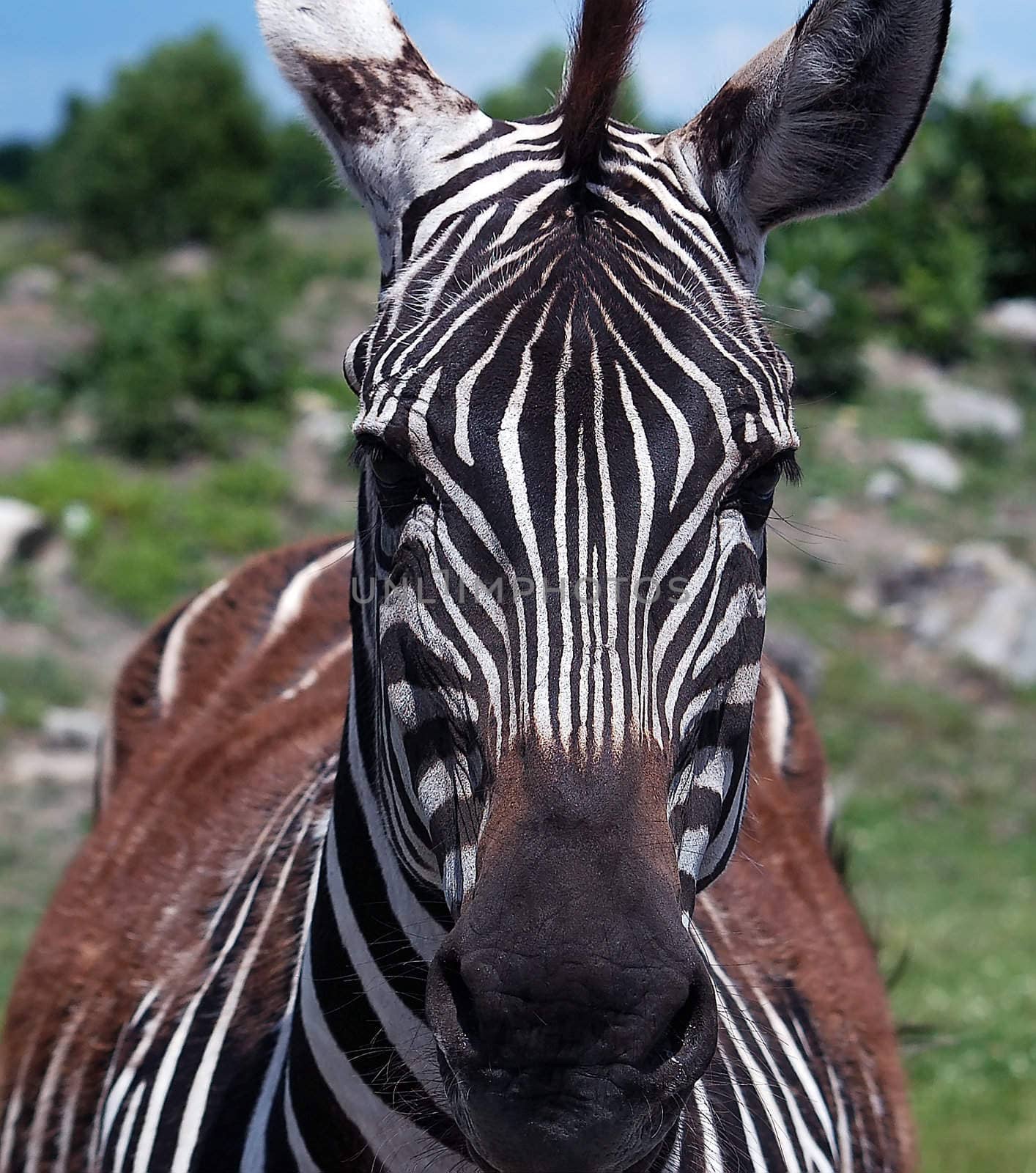 Close up portrait of a zebra starring at the photographer