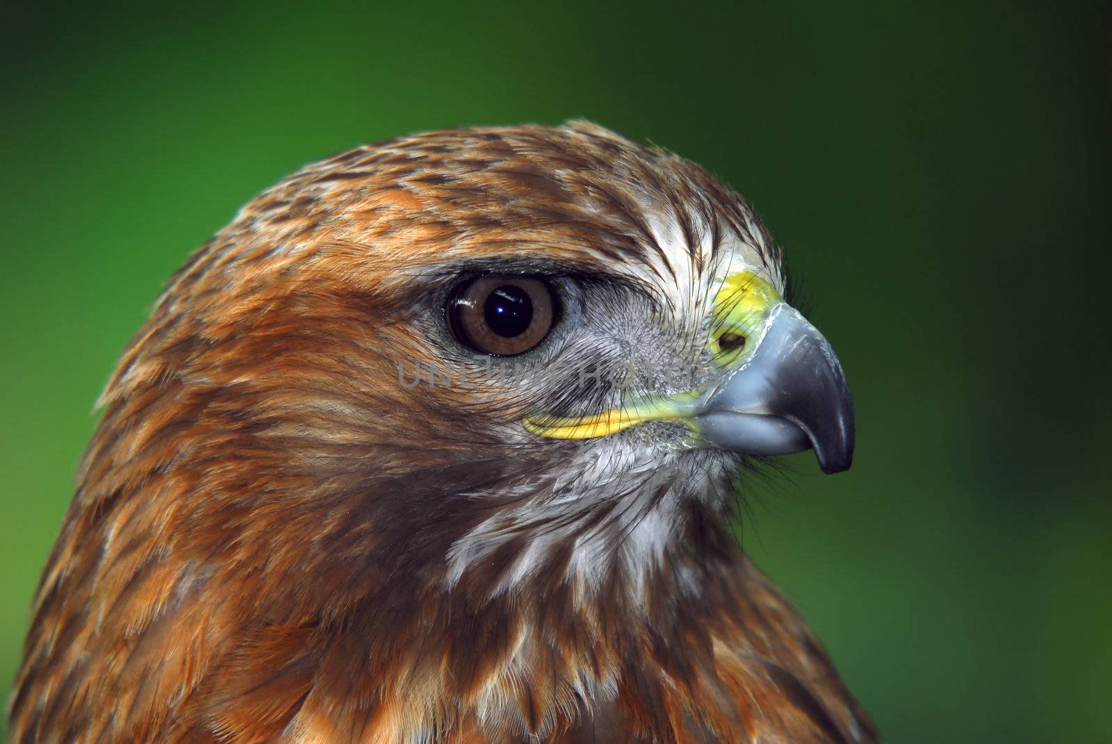 Close up portrait of a wild red tailed hawk