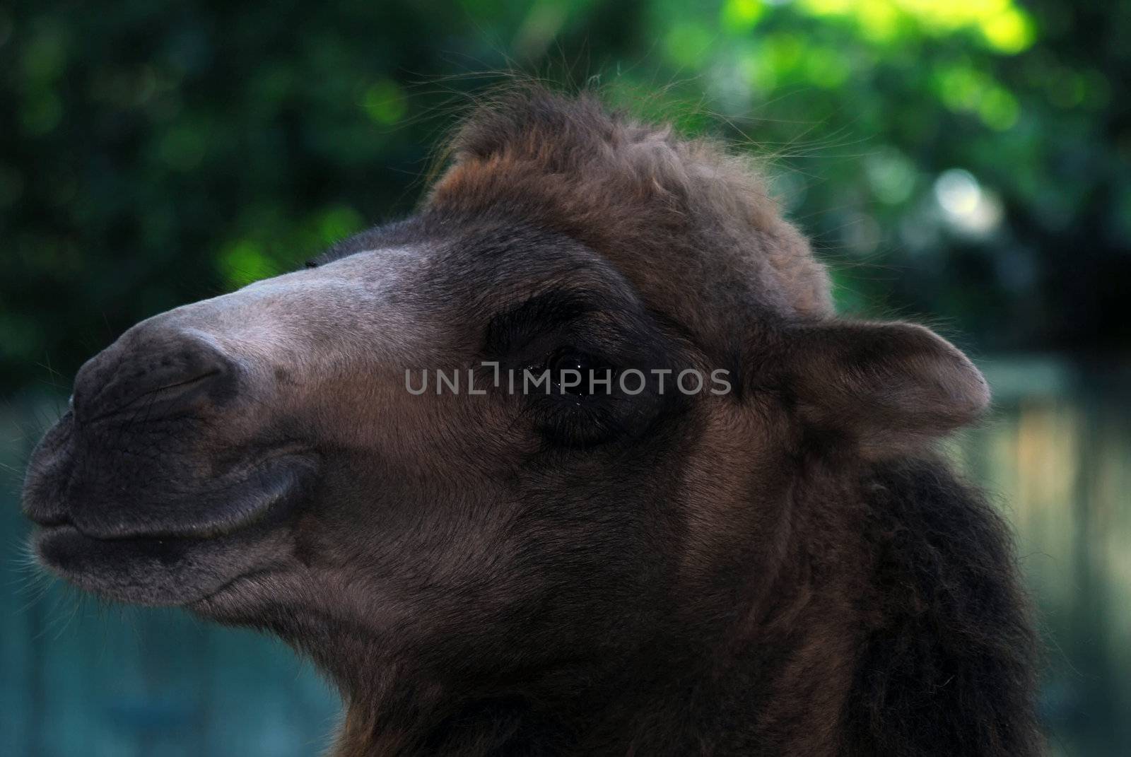 Close up portrait of a camel