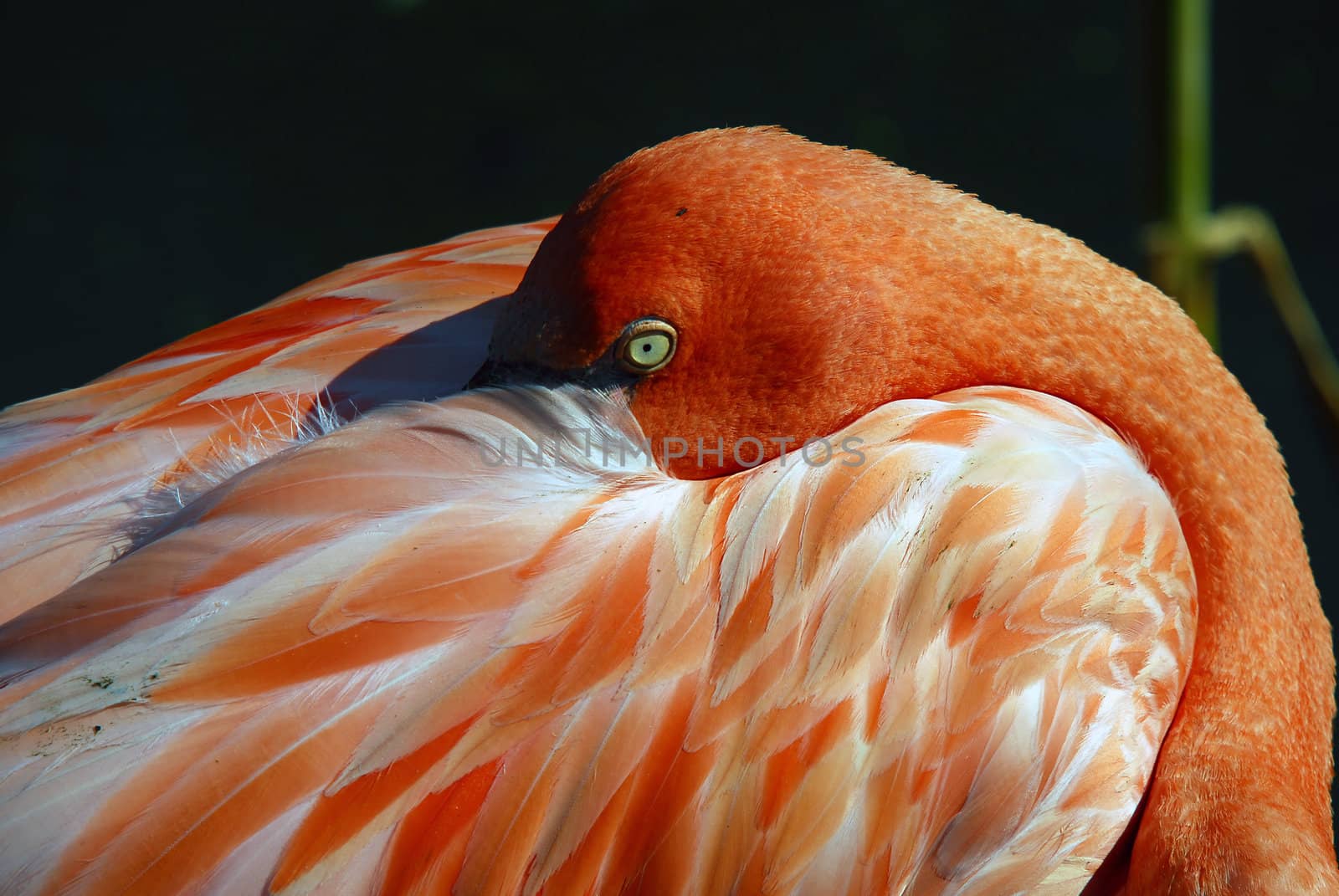 Close up picture of a pink flamingo