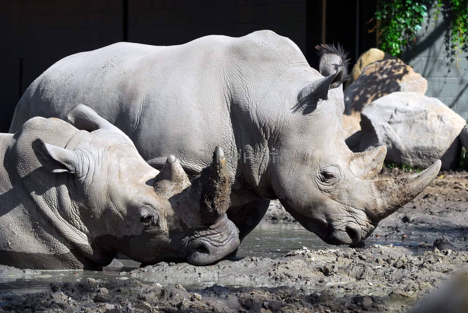 Picture of two White rhinoceros in the mud