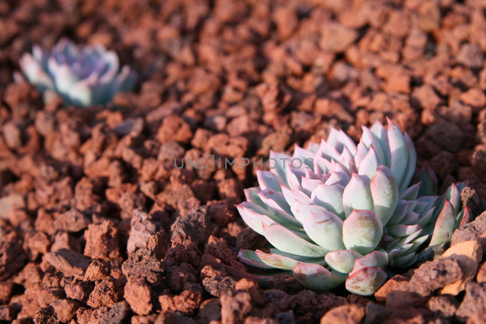 Closeup of two succulents by svenmorris
