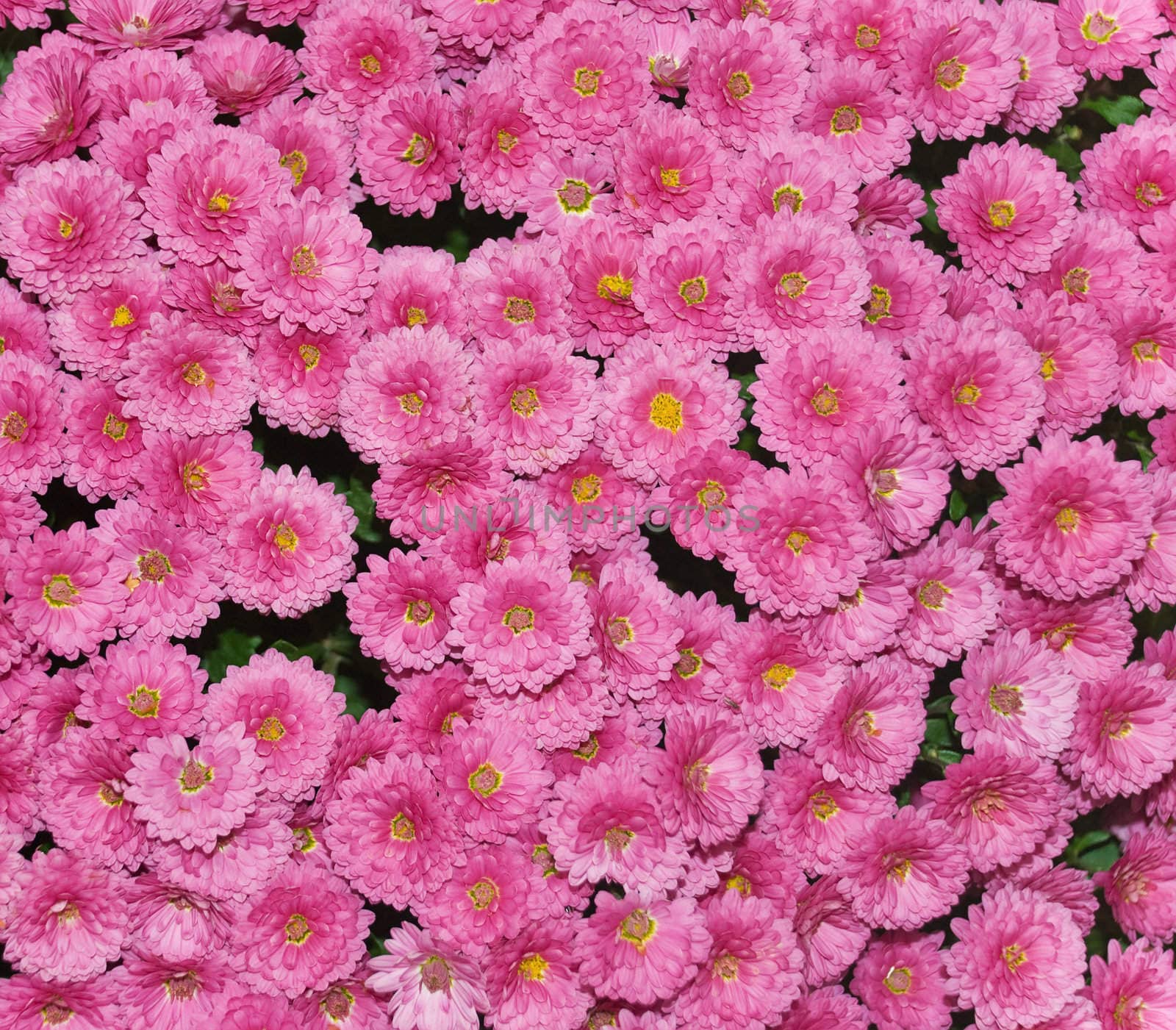 Chrysanthemum by whitechild